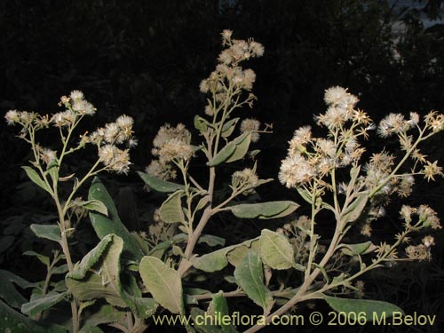 Imágen de Senecio cymosus (Palplalén / Para ná). Haga un clic para aumentar parte de imágen.